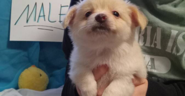 Pomeranian chihuahua puppies