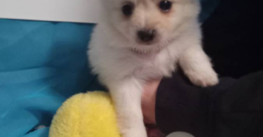 Pomeranian chihuahua puppies