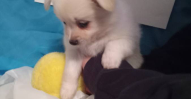 Pomeranian chihuahua puppies
