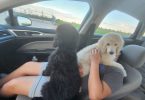 2 male standard poodles for adoption