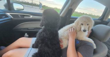 2 male standard poodles for adoption
