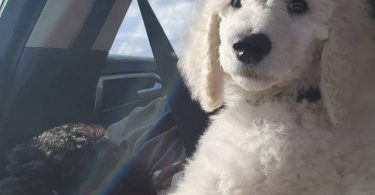 2 male standard poodles for adoption