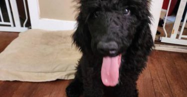 2 male standard poodles for adoption