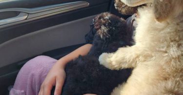 2 male standard poodles for adoption