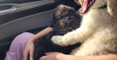 2 male standard poodles for adoption