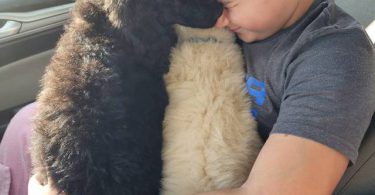 2 male standard poodles for adoption