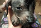 Xoloitzcuintli puppies
