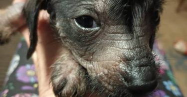 Xoloitzcuintli puppies