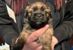 3 boy Shorkie mix puppies