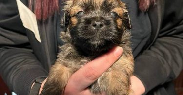 3 boy Shorkie mix puppies
