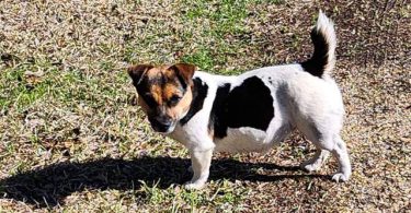 Jack Russell Terrier dog needs a home