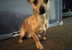 Male 7 months old Chihuahua puppy