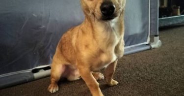 Male 7 months old Chihuahua puppy