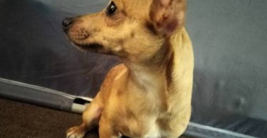 Male 7 months old Chihuahua puppy