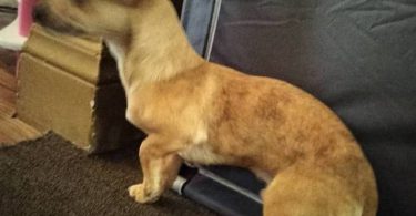 Male 7 months old Chihuahua puppy