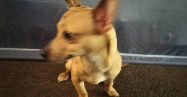 Male 7 months old Chihuahua puppy
