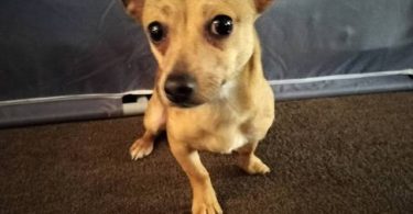 Male 7 months old Chihuahua puppy