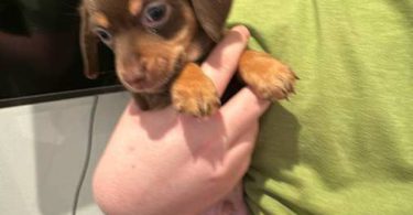 6 Chiweenie puppies for sale