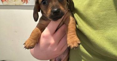 6 Chiweenie puppies for sale