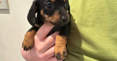 6 Chiweenie puppies for sale