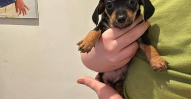 6 Chiweenie puppies for sale