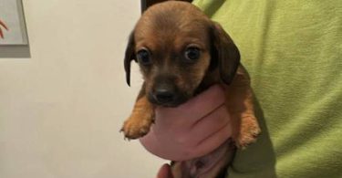 6 Chiweenie puppies for sale