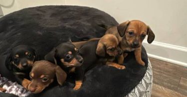 6 Chiweenie puppies for sale