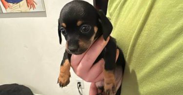 6 Chiweenie puppies for sale