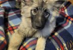 4 beautiful keeshond puppies
