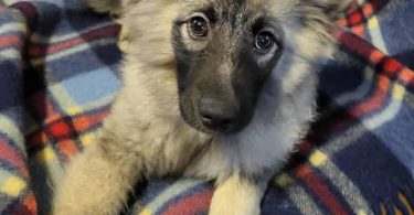 4 beautiful keeshond puppies