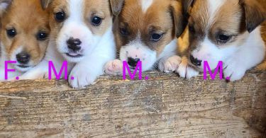 3 boy and 1 girl Jack Russell puppies