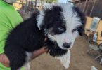 8 weeks Australian Shepherd puppies