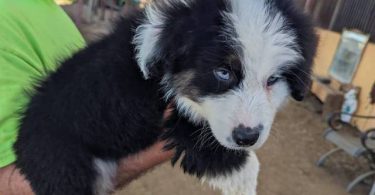 8 weeks Australian Shepherd puppies