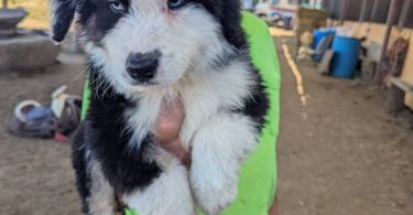 8 weeks Australian Shepherd puppies