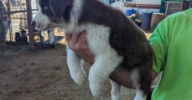 8 weeks Australian Shepherd puppies