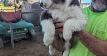 8 weeks Australian Shepherd puppies