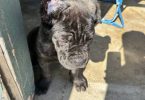 AKC Cane Corso puppy for sale