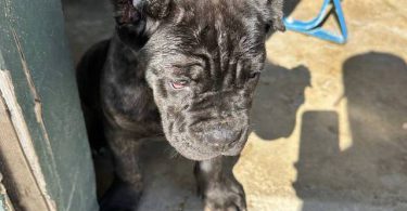 AKC Cane Corso puppy for sale