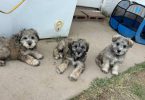 Miniature Schnauzer puppies