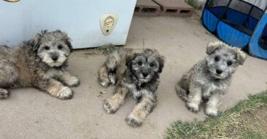 Miniature Schnauzer puppies
