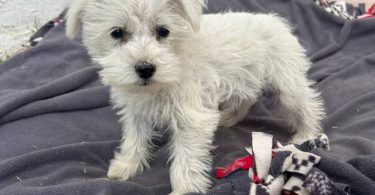 Miniature Schnauzer puppies