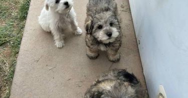 Miniature Schnauzer puppies