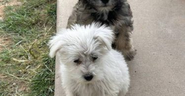 Miniature Schnauzer puppies