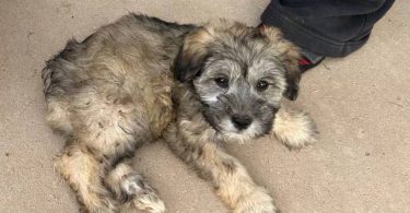 Miniature Schnauzer puppies