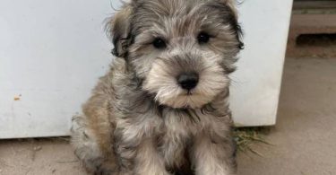Miniature Schnauzer puppies
