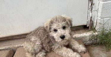 Miniature Schnauzer puppies