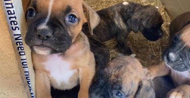 8 purebred boxer puppies for sale