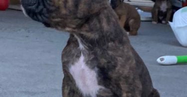 8 purebred boxer puppies for sale