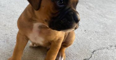 8 purebred boxer puppies for sale
