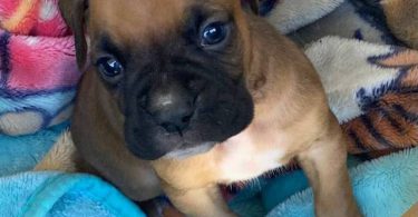 8 purebred boxer puppies for sale